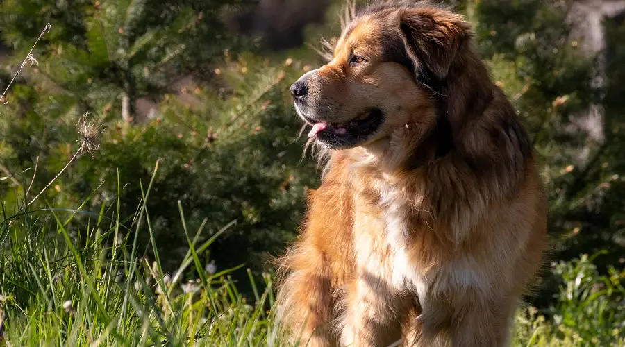 Mezcla de pastor alemán Golden Retriever haciendo ejercicio