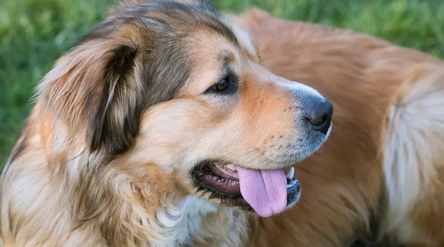 Mezcla saludable de pastor alemán y golden retriever