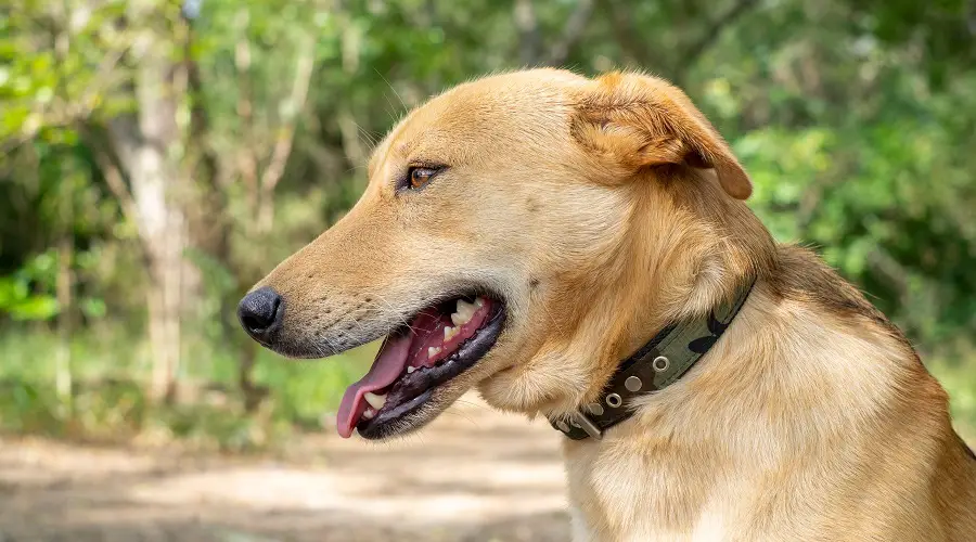 Perro de rescate pastor dorado