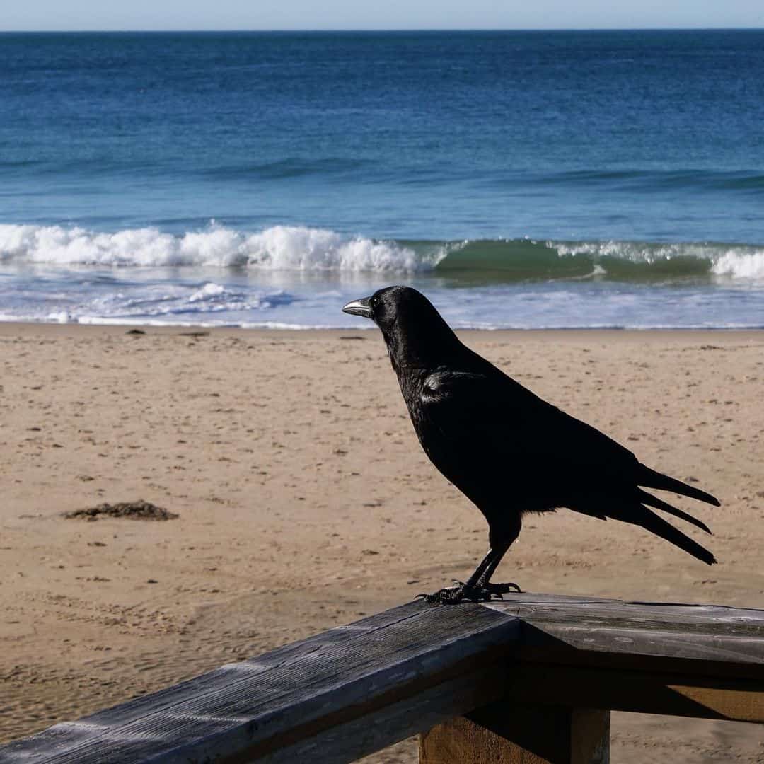 ¿Cómo Diferenciar Entre Cuervo Y Cuervo? (10 Diferencias Clave) 2024