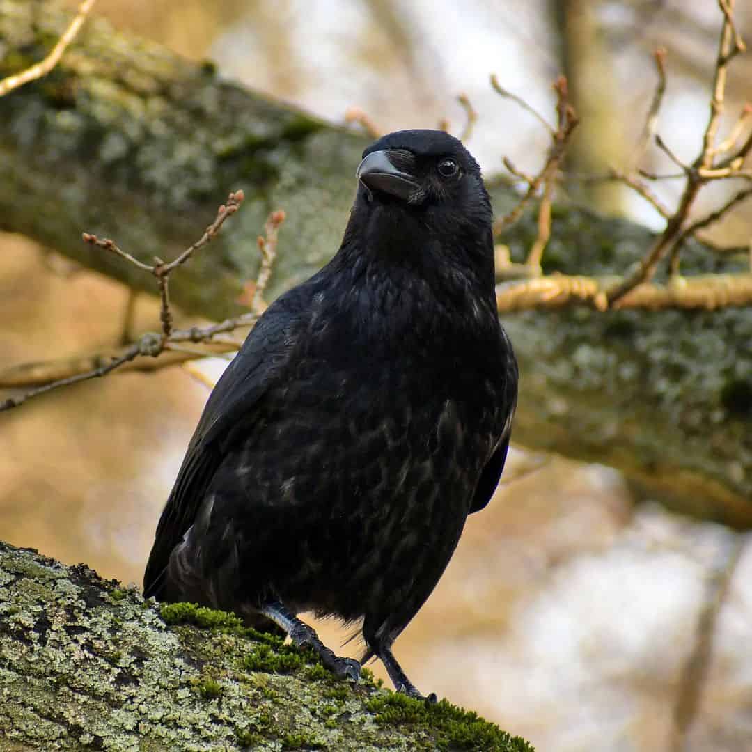 Las plumas y la zona de la garganta