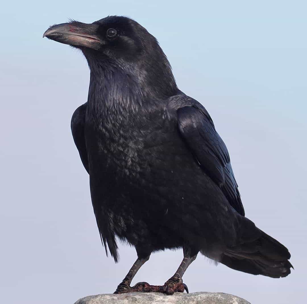 ¿Cómo Diferenciar Entre Cuervo Y Cuervo? (10 Diferencias Clave) 2024