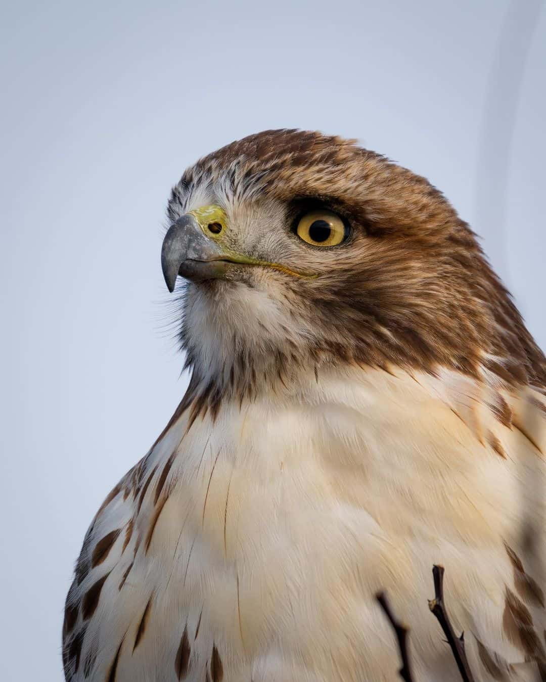 Halcones más grandes