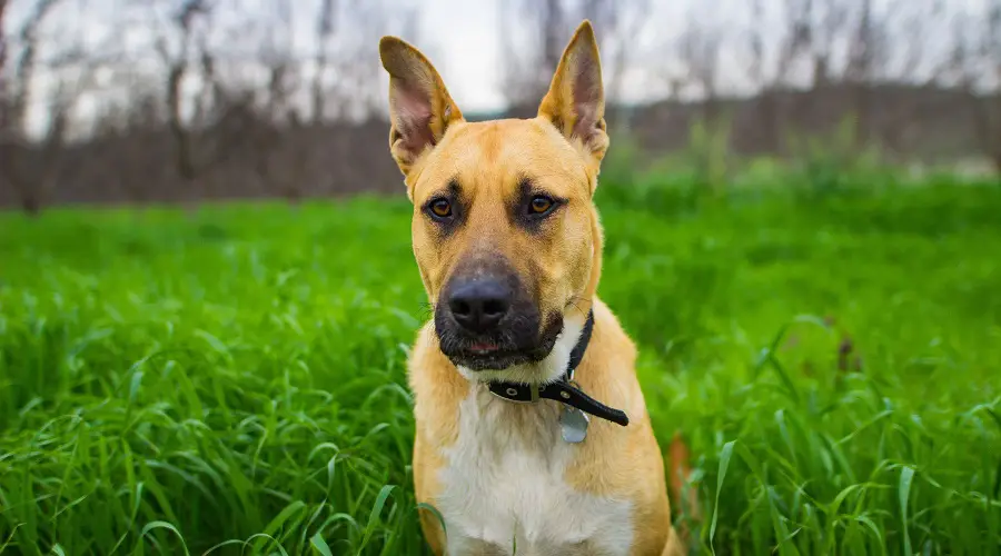 GSD Pitbull Mix con pelo corto