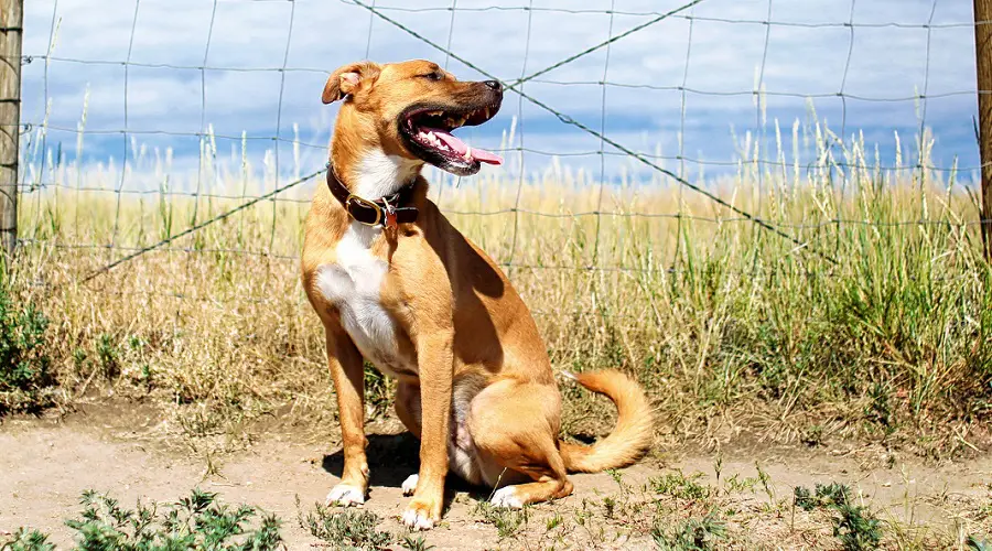 Pittie GSD sentado cerca de la valla