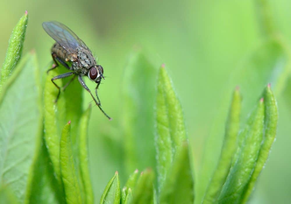 ¿Qué comen los mosquitos?