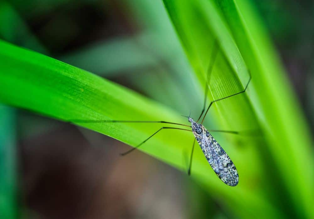 ¿Cuánto y con qué frecuencia comen los mosquitos?