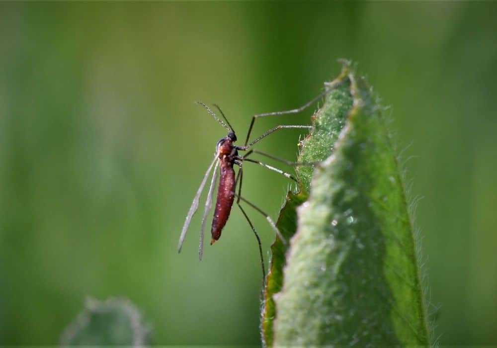 ¿Qué comen los diferentes tipos de mosquitos?