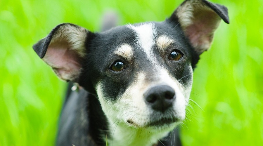 Pinscher de Boston miniatura