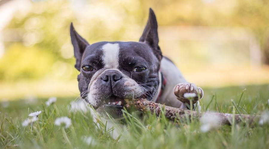 boston terrier bulldog francés