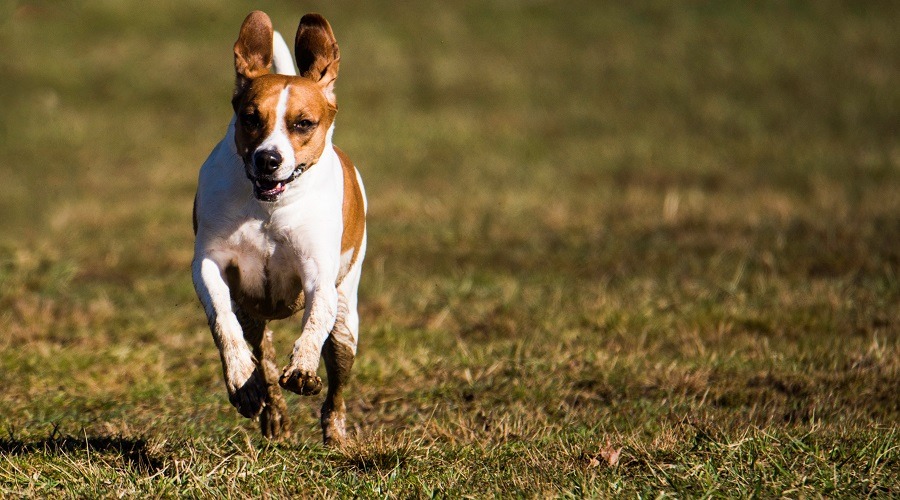 Perro Bogle corriendo