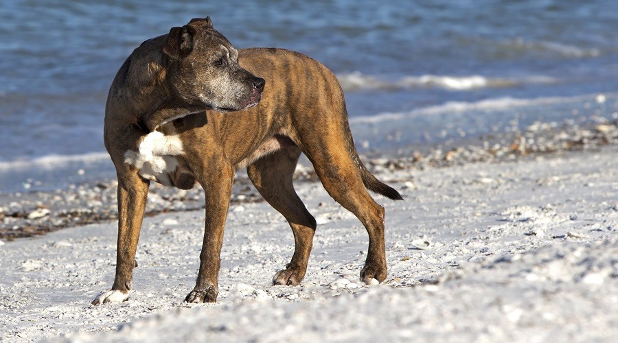 Basset Boxer