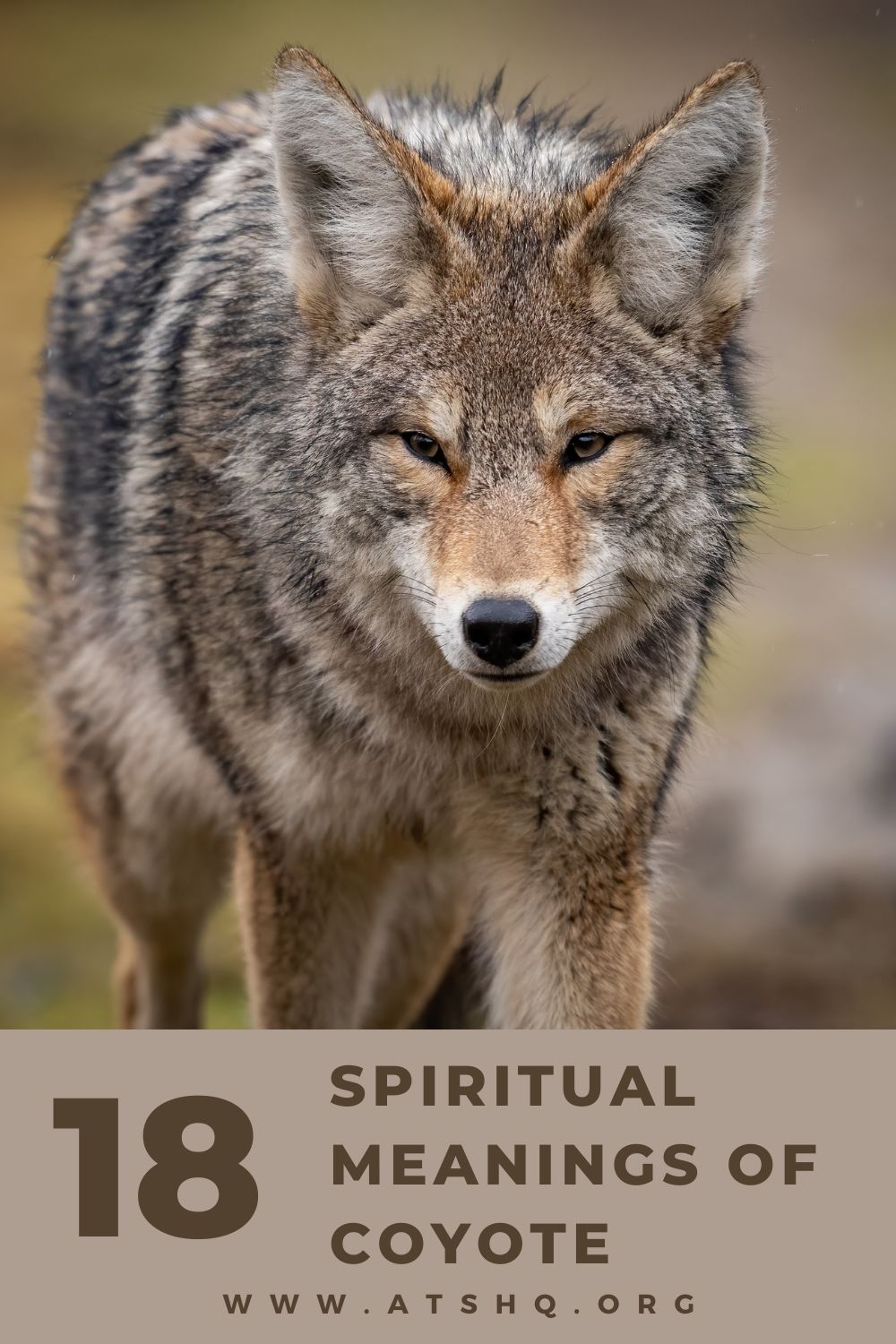Simbolismo del coyote
