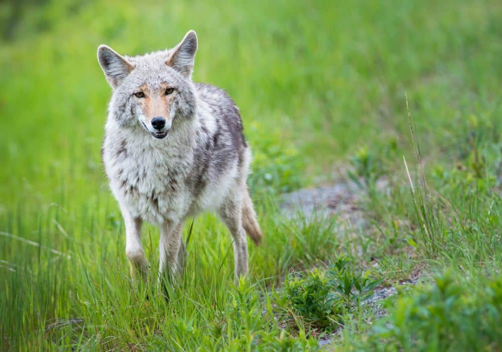 Simbolismo del coyote en todas las religiones