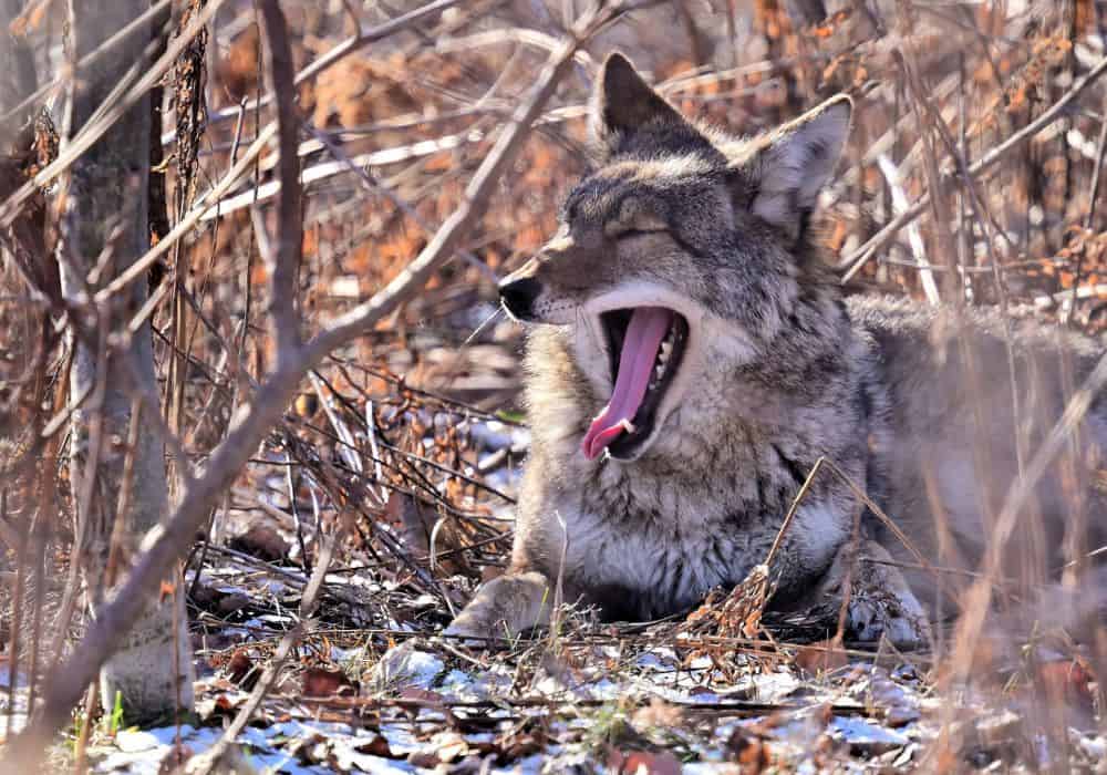 ¿Con qué rasgos están asociados los coyotes?