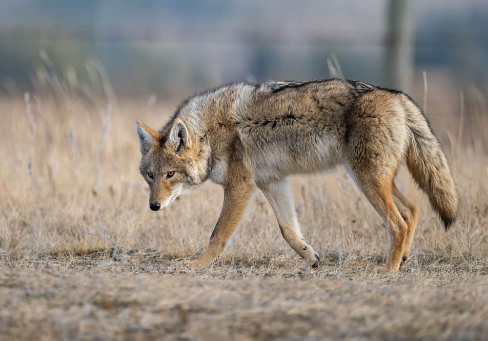 coyote en la cultura celta