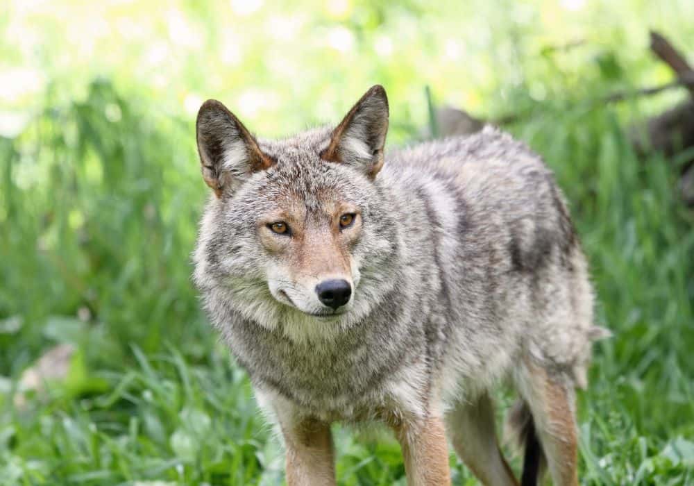 Cómo los coyotes son simbólicos para diferentes culturas