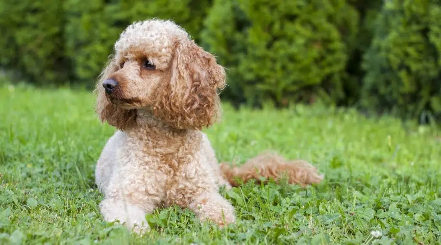 Perro Albaricoque Con Pelo Rizado