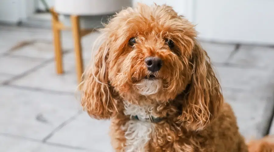 Lindo perro marrón y blanco con pelo rizado mirando a la cámara