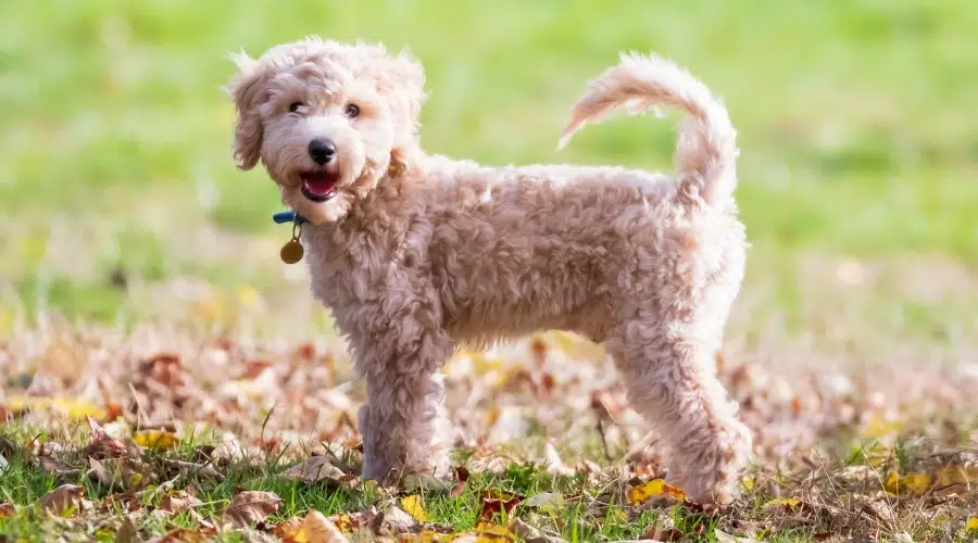 Perro Crema Joven Parado Al Aire Libre