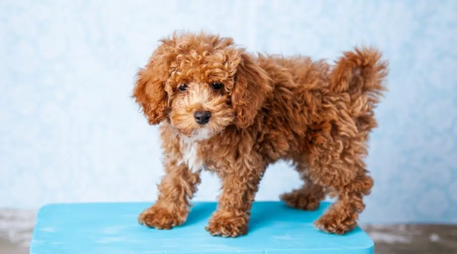 Perro marrón y blanco con pelo rizado parado sobre una mesa azul