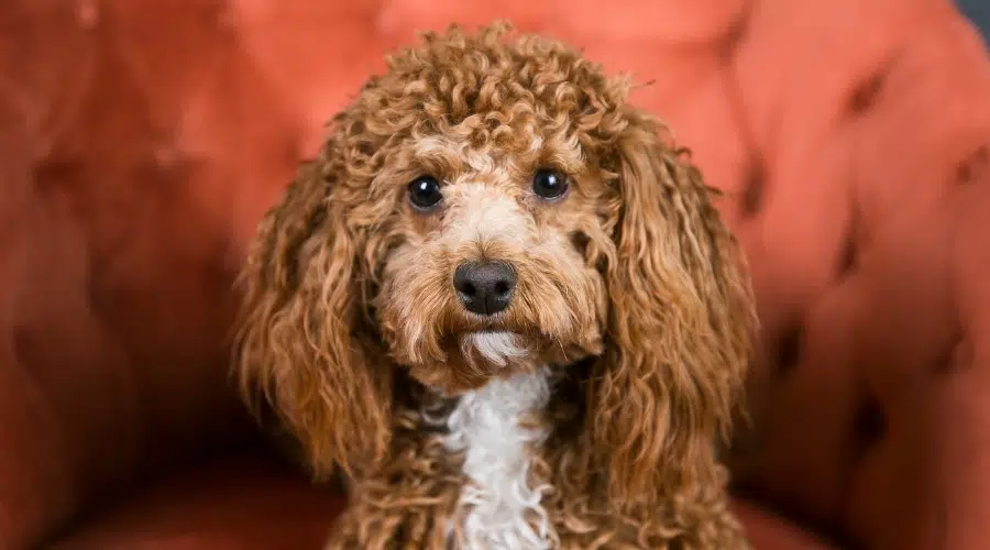 Lindo perro marrón y blanco con pelo rizado sentado en una silla roja