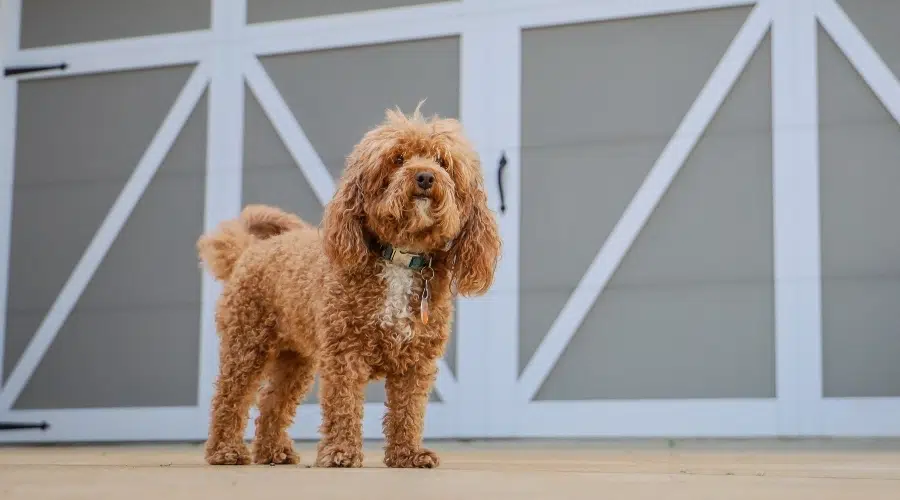 Perro marrón y blanco con pelo rizado parado frente a un garaje