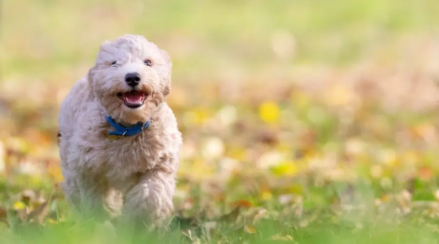 Perro Crema Corriendo Afuera