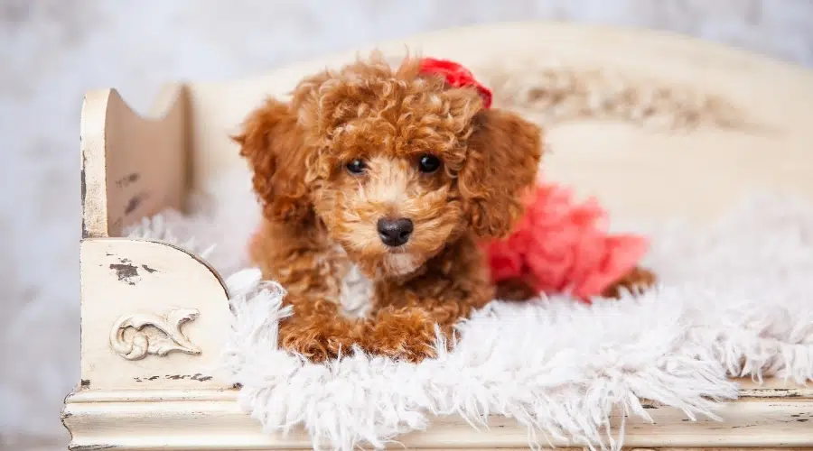 Perro marrón y blanco con pelo rizado posando