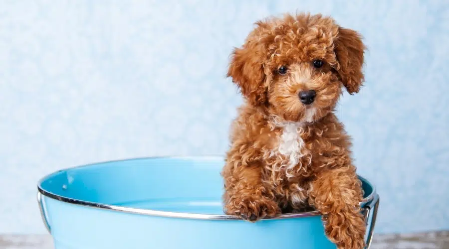 Perro joven marrón y blanco con pelo rizado en una bañera