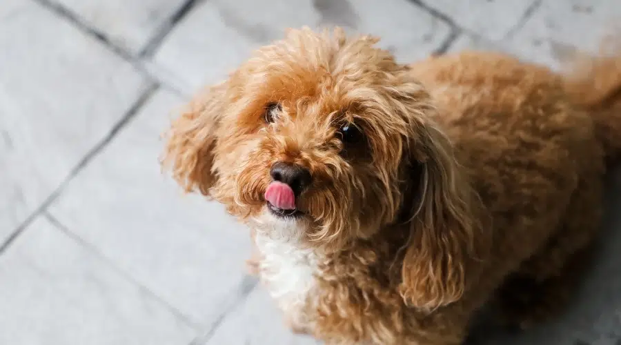 Perro marrón y blanco con pelo rizado lamiendo sus labios