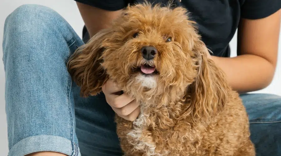 Perro marrón y blanco con pelo rizado siendo acariciado por un humano