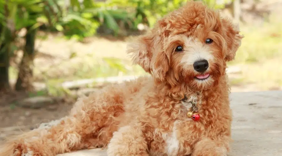 Perro dorado esponjoso