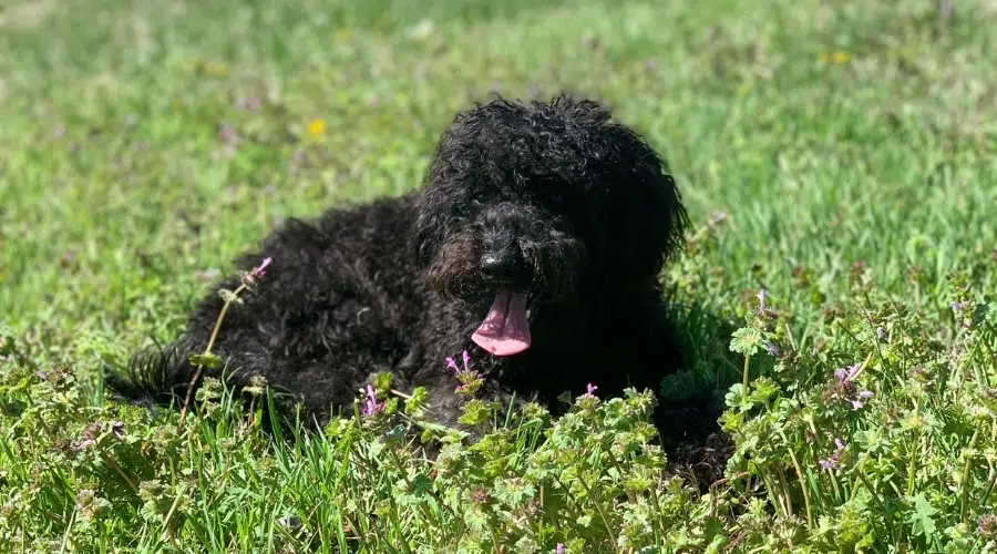 Perro negro esponjoso jadeando en la hierba