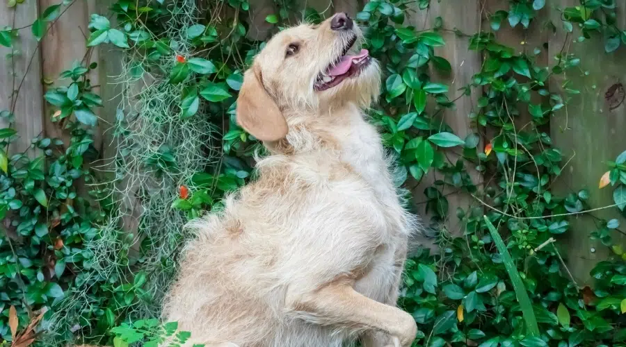 Perro dorado buscando un regalo