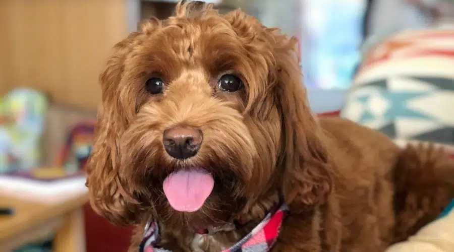 Perro de chocolate esponjoso con la lengua fuera