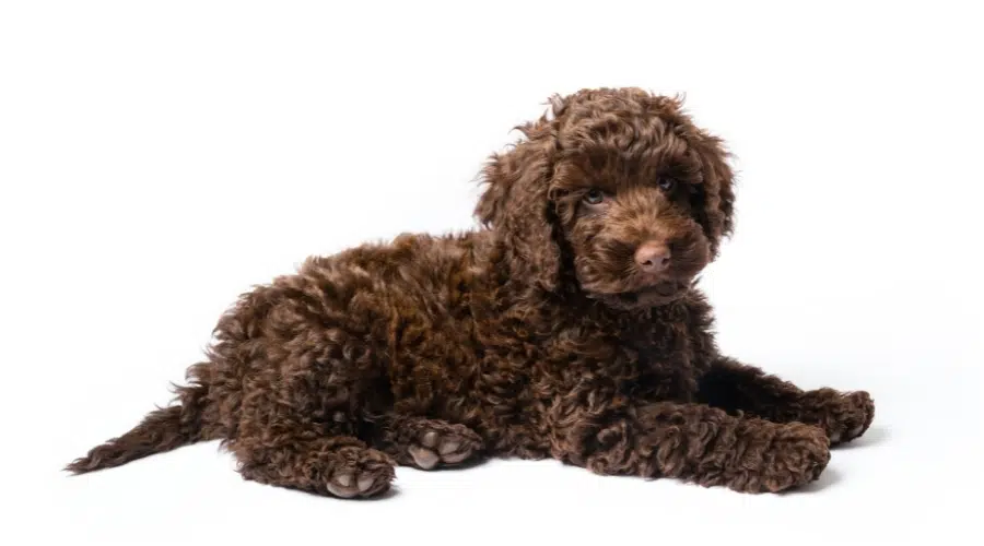 Lindo perro esponjoso de chocolate