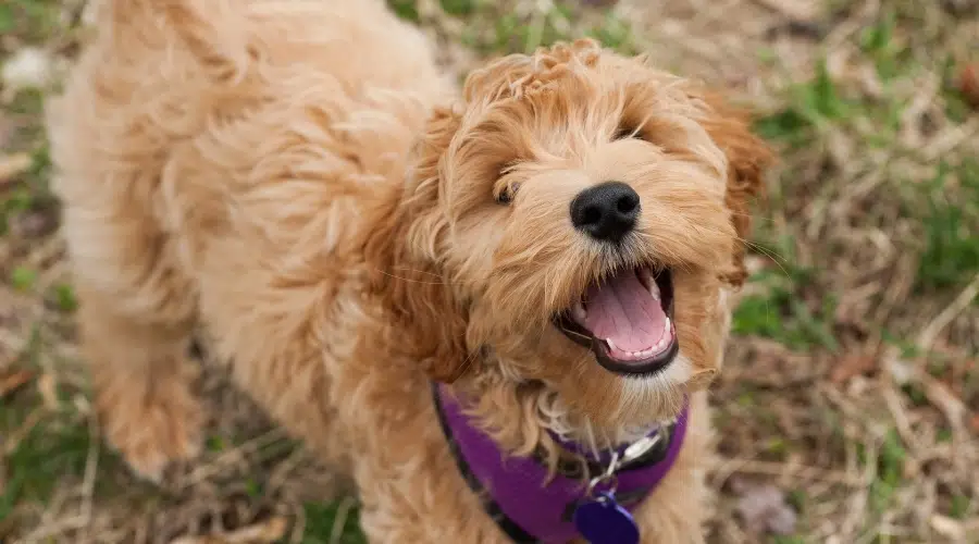 Perro esponjoso dorado feliz