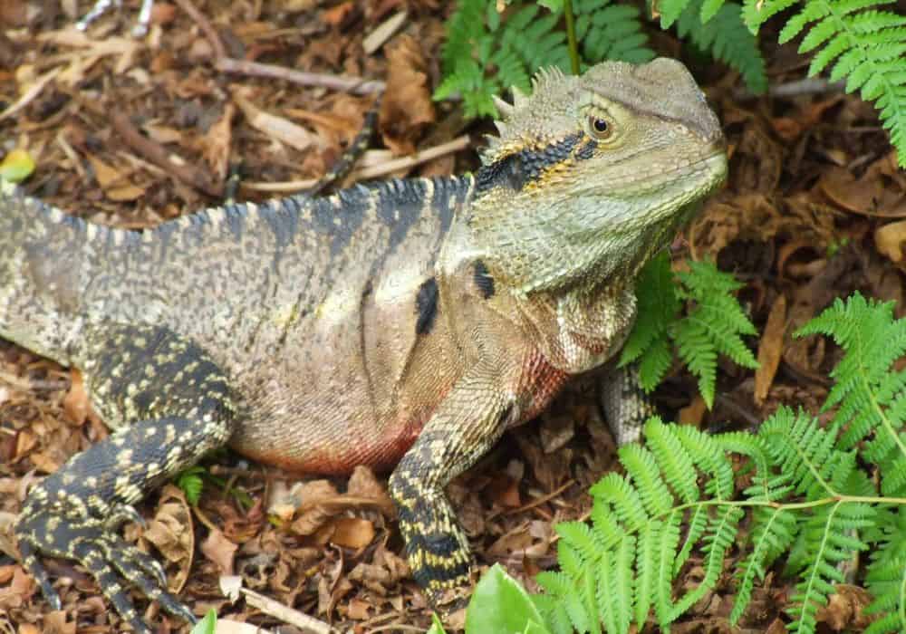 ¿Qué representan los dragones de cuatro elementos?
