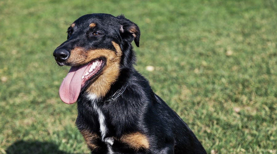 Border collie dóberman