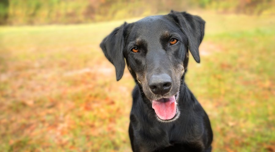 Galgo Dóberman