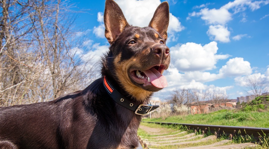 doberaliano