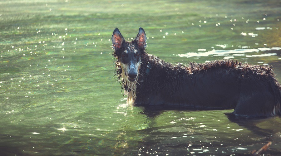 Perro lobo dóberman