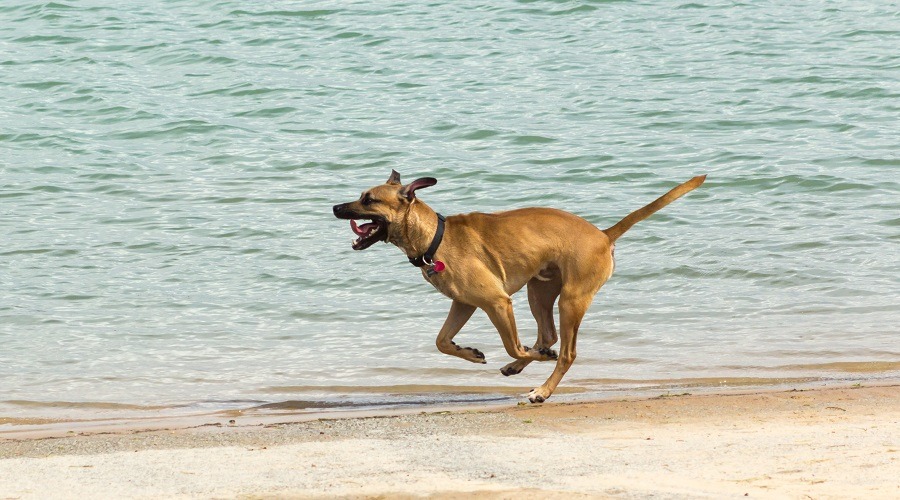 Doberman a caballo