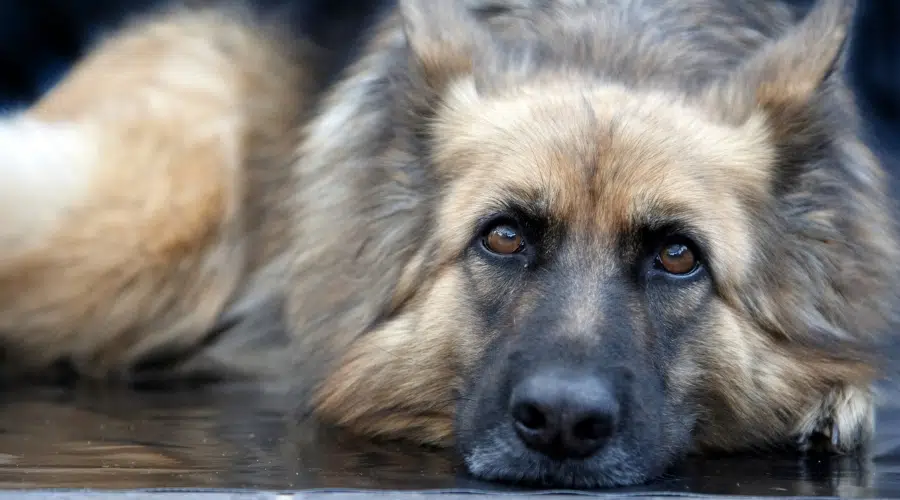 Cara de perro sable plateado