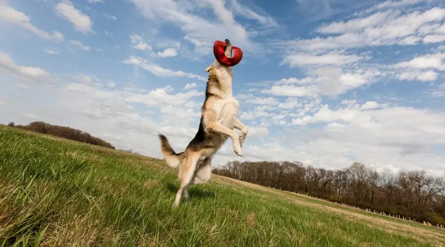 Perro enérgico atrapando un frisbee