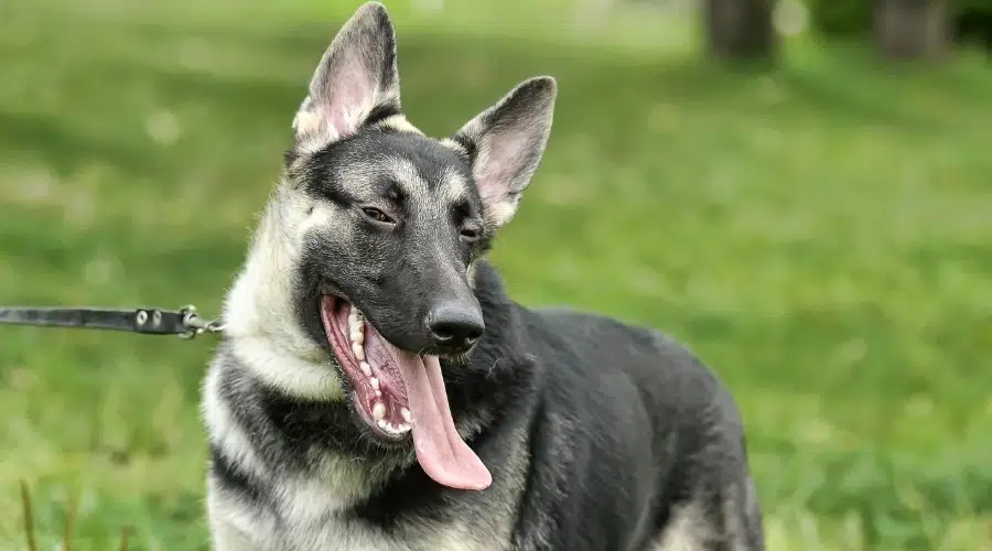 Perro feliz parado al aire libre