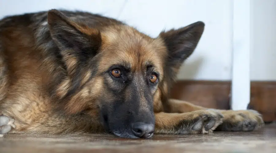 Cara de perro Tan Sable