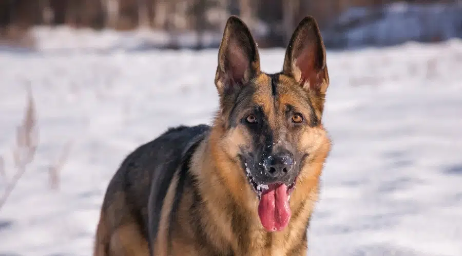 Perro feliz con la lengua fuera