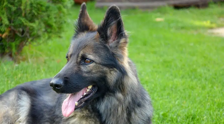 Perro Feliz Sable Plateado Con La Lengua Fuera